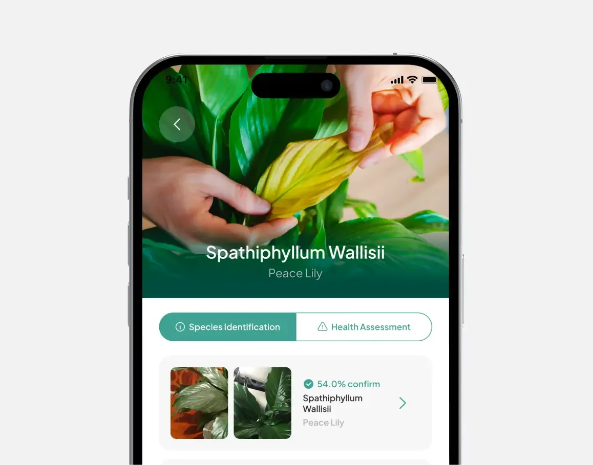 Plant Identifier main app screen on iPhone showing the AI app for recognizing plants primary interface and user flow